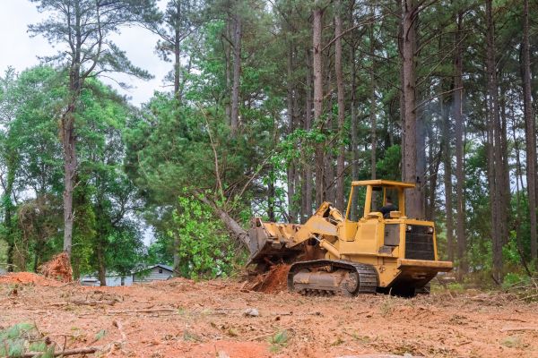 Forestry Clearing in Kissimmee
