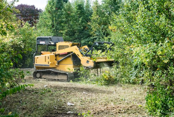 Pathway Clearing in Kissimmee