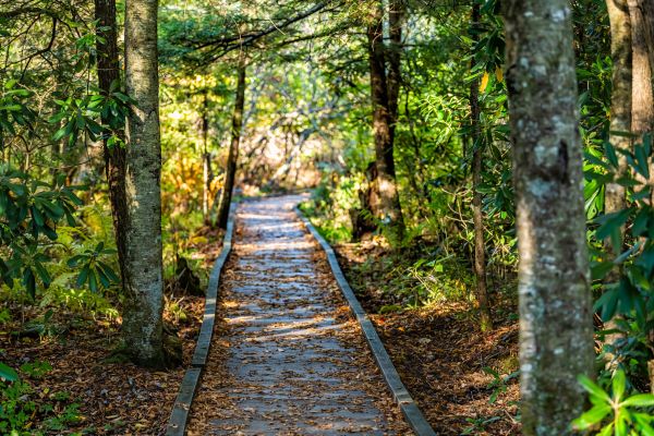 Trail Clearing in Kissimmee